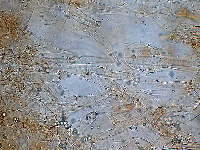 Galerina da deteminare n�11.